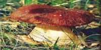 Grybai